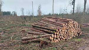 Der geplante Holzeinschlag im Jahr 2026 liegt im Gemeindewald Sauldorf wieder bei etwa 5600 Festmetern.