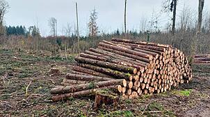 Der geplante Holzeinschlag im Jahr 2026 liegt im Gemeindewald Sauldorf wieder bei etwa 5600 Festmetern.