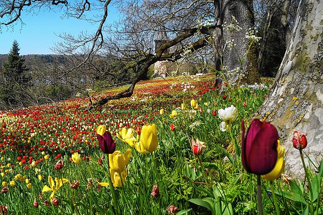 Die Blumeninsel Mainau ist zu jeder Jahreszeit ein Besuch wert.