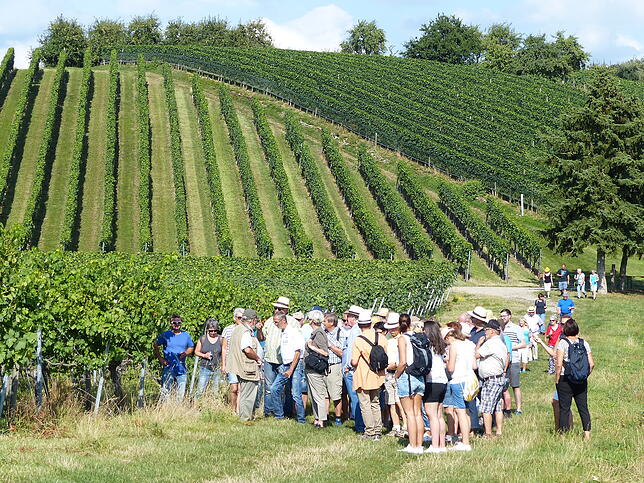 Weinlagen in Bermatingen: Bei den Weinwanderungen ziehen die Teilnehmer an unterschiedlichen Sorten vorbei, die auf Schildern erklärt ...