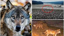 Wölfe, wie dieses Exemplar auf unserem Symbolbild links, wurden im Schwarzwald gesichtet: Zwei Tiere tappten im Februar 2023 in eine ...