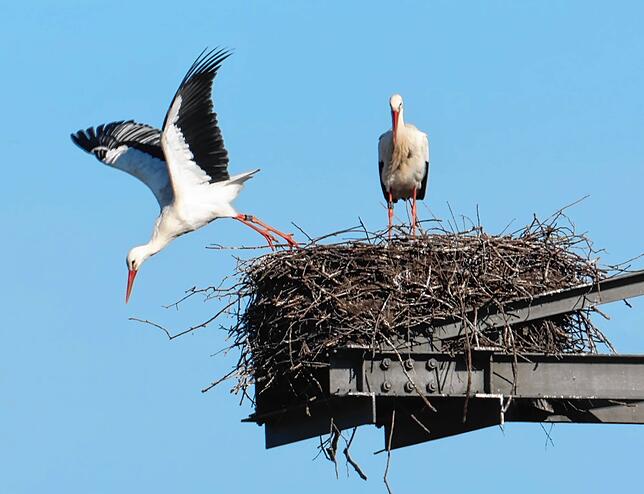 Abflug zur Nahrungssuche auf die Felder und Wiesen der Baar.