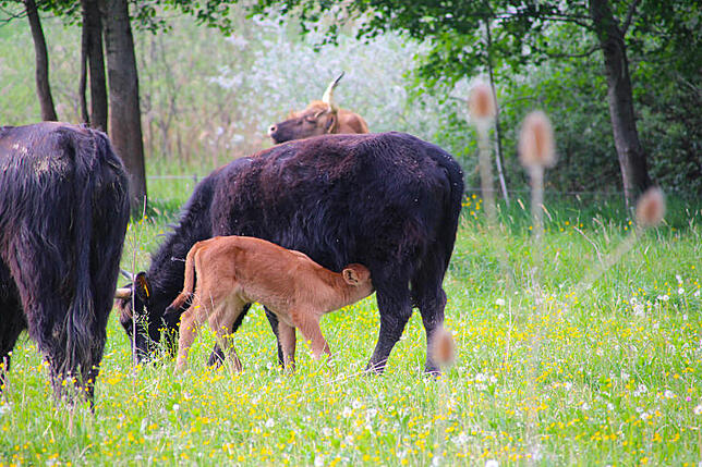 Beide sind sie hungrig. Und während die Mutterkuh sich ausschließlich von Gras und Zweigen ernährt, kommt das Kleine eine ganze Zeit ...