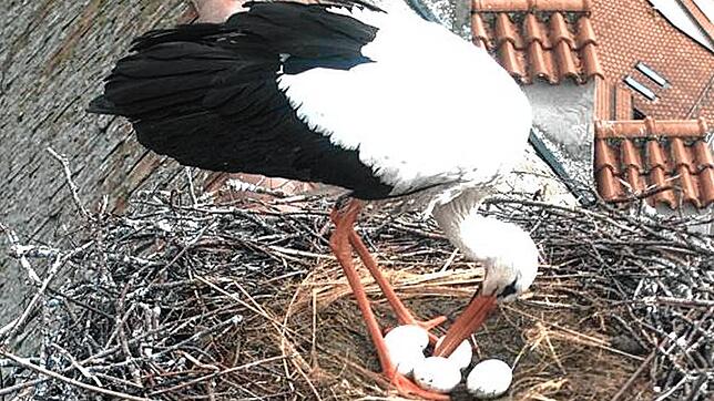 Störchin Kamina wendet die Eier im Nest auf dem Bischofschloss. Bild: Ira Gemmeke