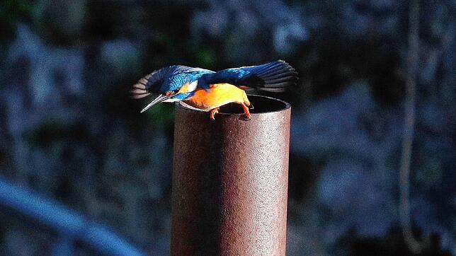 Der Eisvogel im Überlinger Mantelhafen hat im Wasser einen Fisch entdeckt und fliegt von seinem Beobachtungsplatz los, um ihn sich zu ...
