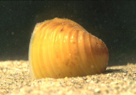 Siedelt sich seit 2003 im Bodensee an: die Körbchenmuschel.