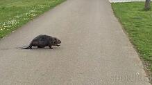 Bild : Video: Guck mal, wer da durch den Seepark tapst