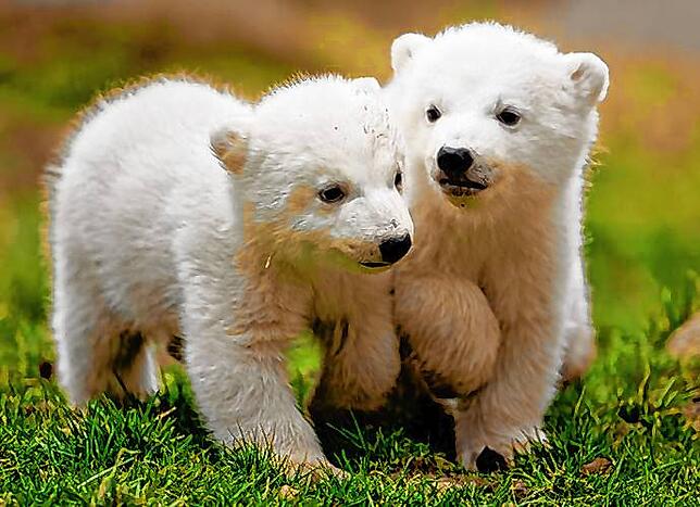 Im Gegensatz zu diesen Eisbären, die in einem Tierpark hausen, aber nicht weniger süß sind.