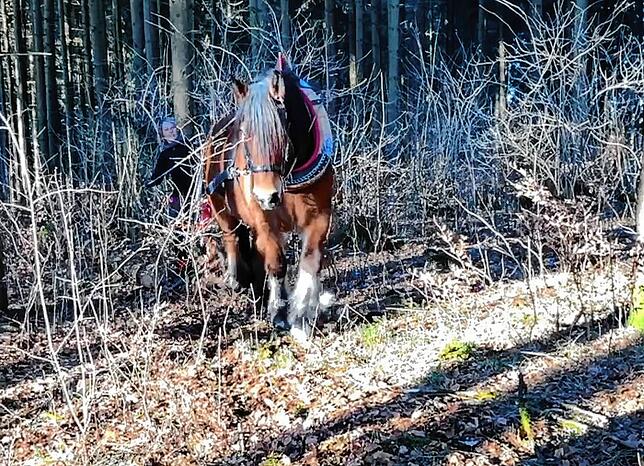Beim Holzrücken ist das Rheinische Kaltblut in seinem Element.