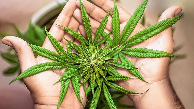 Gegen den Cannabis-Anbau im Bereich Auf der Wehrte in Vöhrenbach sind die Stadtverwaltung und der Gemeinderat. Foto: ...
