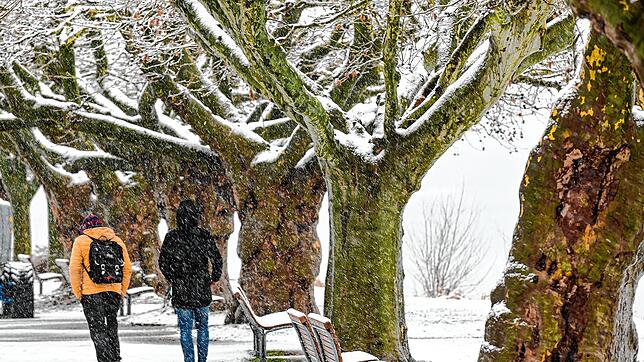 Bild : Für die, die heute lieber drin bleiben: Ein kleiner Einblick ins Schneetreiben in Radolfzell