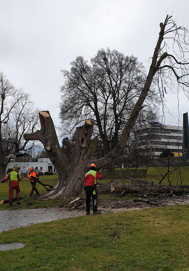 Bild 1: Die Uferpark-Kastanie ist weg: Der über hundert Jahre alte Baum musste gefällt werden
