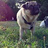 #hegaumops: Auf Instagram ist Chico Mitglied in der "Mops-Gäng".