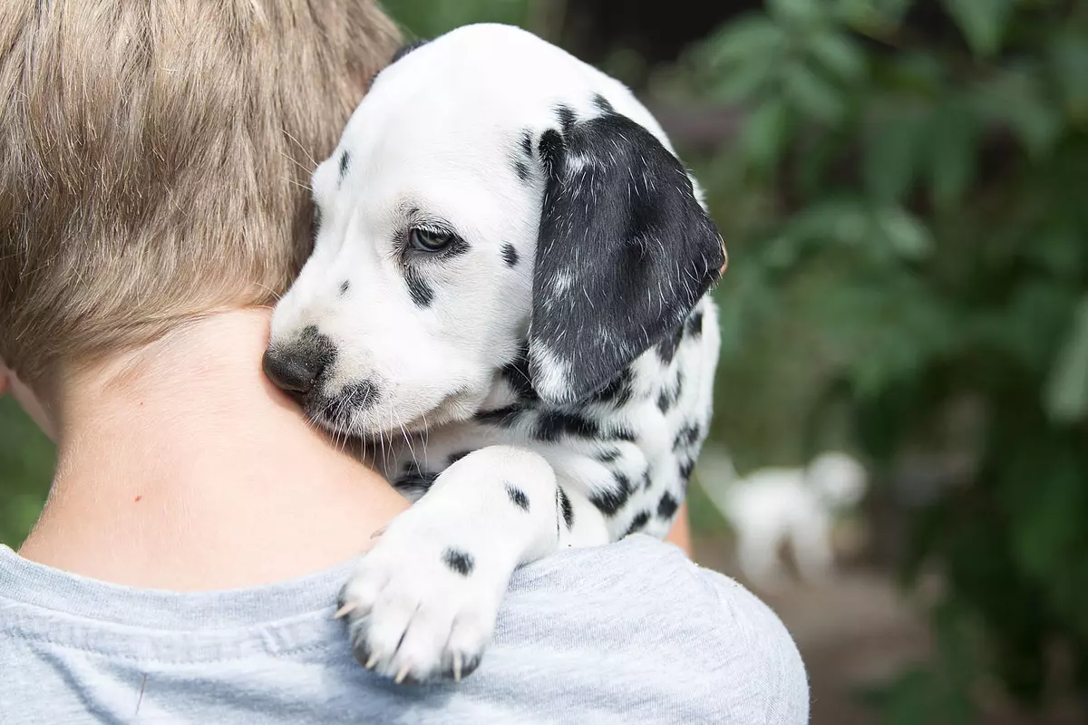 Wann ist ein Hund ausgewachsen? SÜDKURIER