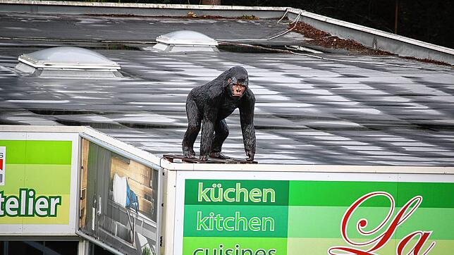 Der Gorilla ist wieder an seinem Platz: Die Figur ziert das Dach des Küchenateliers &bdquo;La Cucina&ldquo; an der Bundesstraße 31 im ...