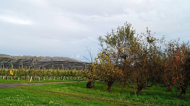 Die verwilderte Obstplantage (rechts) soll grodet werden. Vom Plangebiet aus ist das Schloss Heiligenberg in der Ferne sichtbar.
