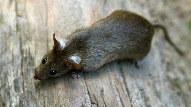 Eine Frau findet in ihrer Küche eine Ratte - und wird von mutmaßlichen Betrügern über den Tisch gezogen. (Symbolbild)