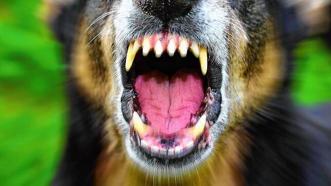 (Symbolbild) Es muss wohl ein ganz schöner Schock sein, als dem Jogger zwei großgewachsene Hunde gefolgt sind. Er meldete sich daraufhin ...