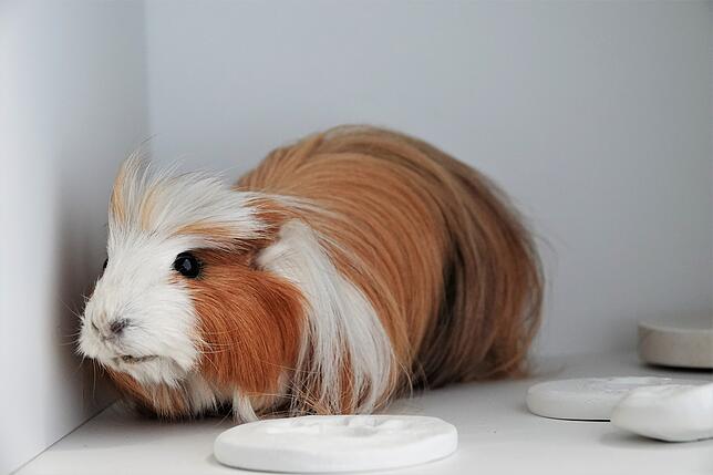 Meerschweinchen Meerschweinchen sind zwar nicht gerade dafür bekannt, besonders schnell zu sein. Trotzdem können sie ganz schön flink sein.