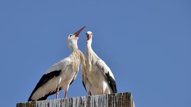 Dürfen wir vorstellen? Nelli (links, Ring AU566) und Hans. Die Leserabstimmung ergab diese Namen. Bild: Ramona Löffler