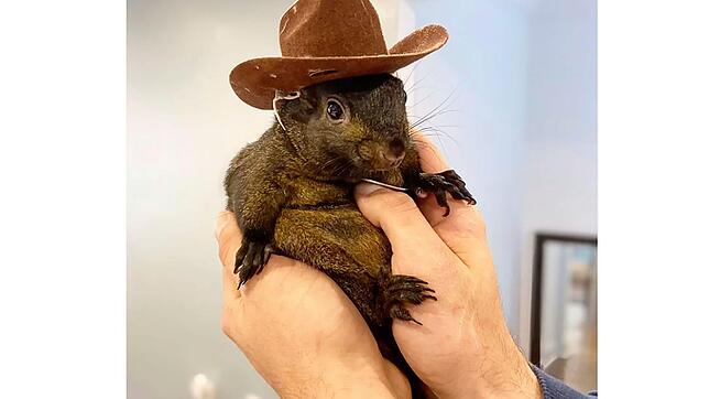 Eichhörnchen Peanut wurde von Behörden in den USA eingeschläfert.