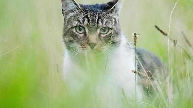 Wer eine Katze als Haustier hält, muss dabei einiges beachten.