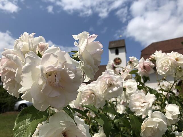 Bild 8: Die schönsten Rosen aus dem Rosendorf Nöggenschwiel