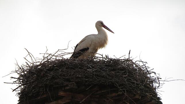 Der Geisinger Storch ist schon wieder da, er zählt zu den ersten auf der Baar, die im zeitigen Frühjahr wieder zurückkommen. Nun heißt ...