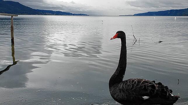 Ein Trauerschwan im Naturschutzgebiet Hangen zwischen Bodman und Ludwigshafen.