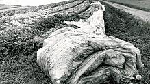Die eingerollten Folien neben den Gemüsebeeten mussten nach dem Unfall in Tschernobyl wegen möglicher Radioaktivität als Sondermüll ...