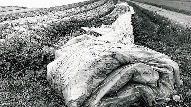 Die eingerollten Folien neben den Gemüsebeeten mussten nach dem Unfall in Tschernobyl wegen möglicher Radioaktivität als Sondermüll ...