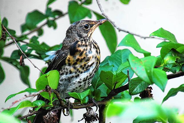 Eine Singdrossel im Garten flötet laut und zwitschert fröhlich vor sich hin.
