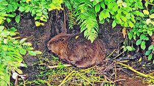 Dieser Biber habe sich im Bereich der Bachhofmatte häuslich niedergelassen, teilt die Gemeindeverwaltung Gütenbach mit. Mit etwas Glück ...