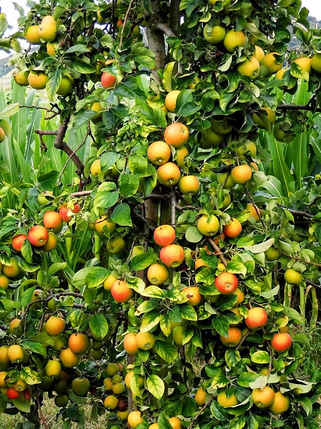 Ernte: Übervoll hingen die Obstbäume in der Region. Das brachte einen Preisverfall mit sich.