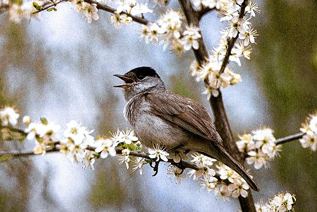 Bleibt der Winter mild, fliegt der Zugvogel nicht so weit oder gar nicht weg.
