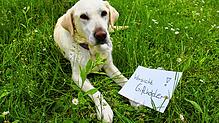 Hundebesitzer aufgepasst: In Donaueschingen ist ein Giftköder gefunden worden. Möglicherweise ist es nicht der einzige.
