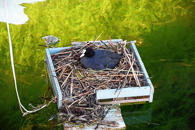 Ob etwas im Nest ist, wollte das Blässhuhn beim Fototermin nicht zeigen.