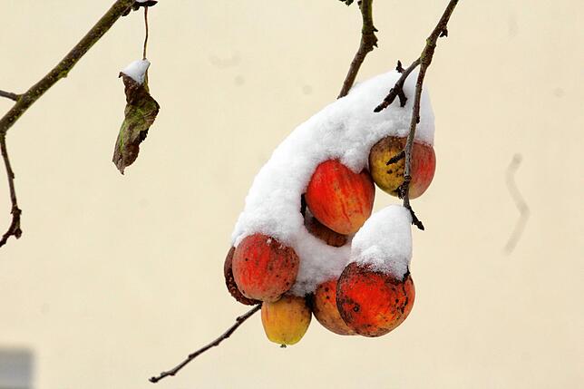 Keine Sahne- sondern eine Schneehaube umhüllt die Äpfel, gesehen am Buchenwasen.