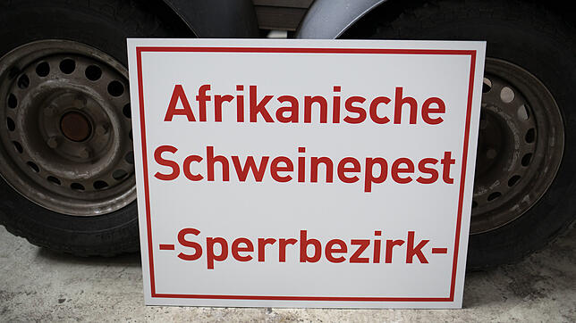 Bild : Belgien: Afrikanische Schweinepest nahe deutscher Grenze nachgewiesen