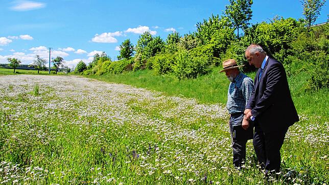 Peter Marx (links) und Bürgermeister Michael Kollmeier begutachten im Juni 2020, wie sich die Blumenwiese zwischen Bundesstraße und der ...