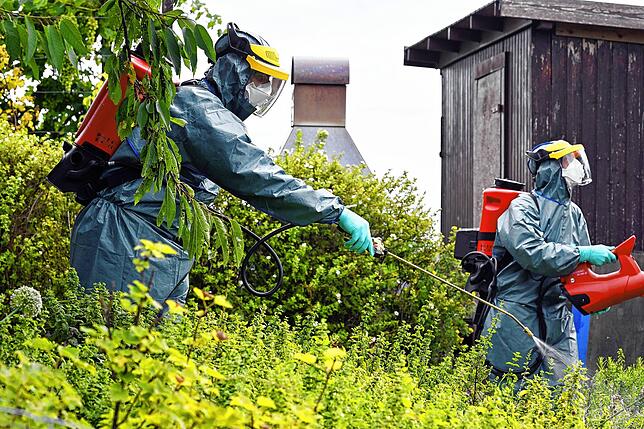 Insektizideinsatz gegen den Japankäfer in einem Garten in Kloten in der Schweiz.