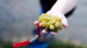 Der Badische Weinbauverband ist mit der Traubenqualität zufrieden. (Achivbild)