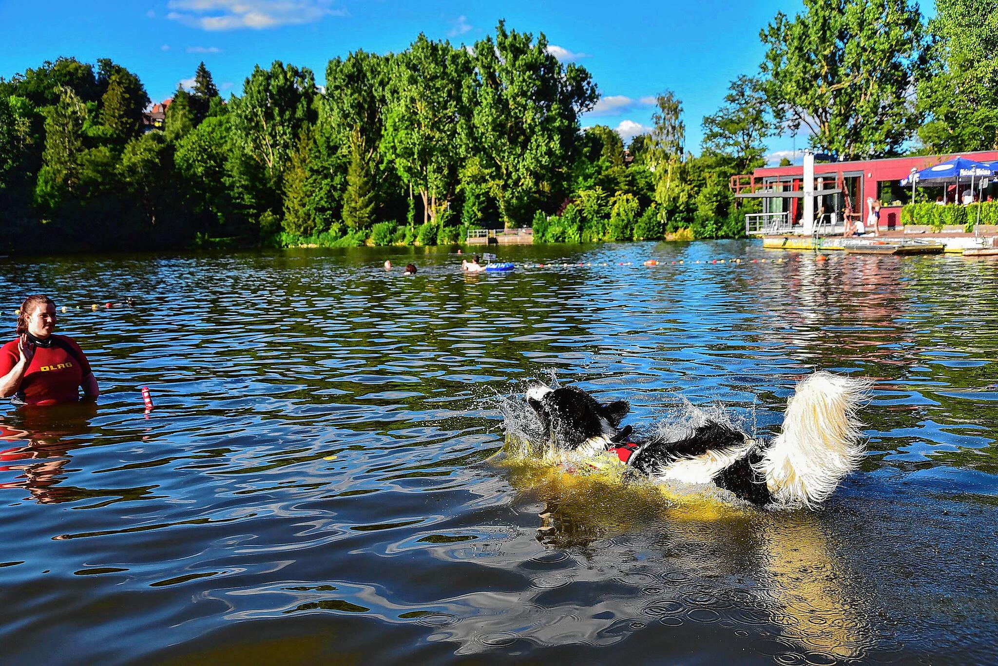 St. Hund Frodo am Klosterweiher Ein WasserRetter auf vier