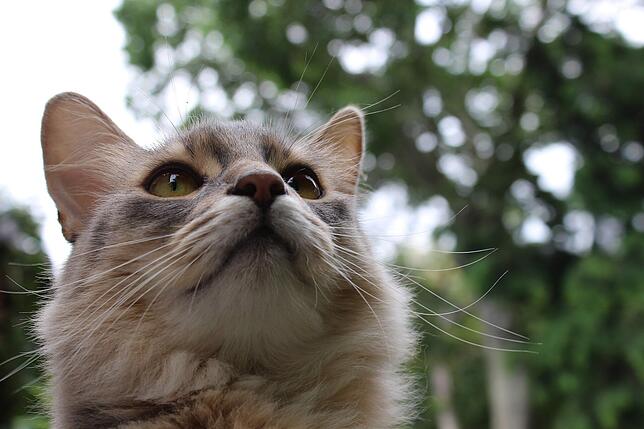 Somali-Katze