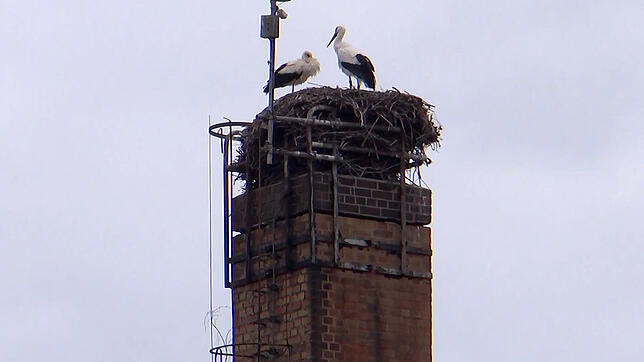 Bild : Revierkampf zur Paarungszeit: Bodensee-Storch wirft Rivalen aus dem Nest