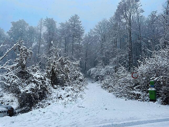 Blick in den Wald von der Oberen Haspelstraße in Waldshut aus.