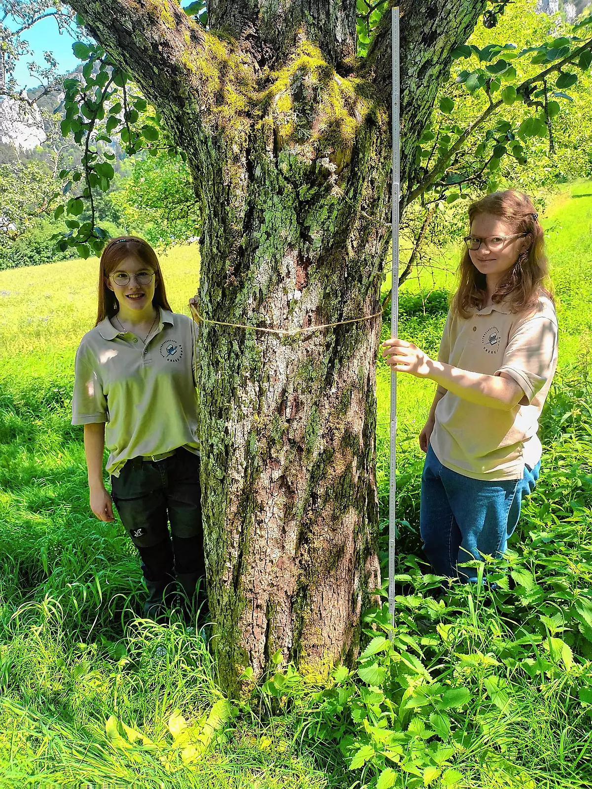 beuron-dickster-birnbaum-wird-gesucht-s-dkurier