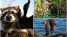 Was süß aussieht, kann auch für Probleme sorgen: Drei von mehreren tierischen Eindringlingen in der Region.