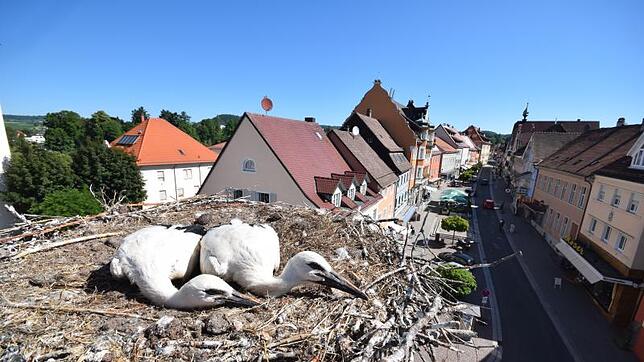Dieses Bild der Jungstörche entstand bei ihrer Beringung. Nun haben die beiden über Leservorschläge und eine Abstimmung Namen bekommen. ...