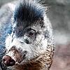 Das Zootier des Jahres ist das Pustelschwein